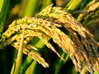 雜交水稻雙季畝產創新紀錄
