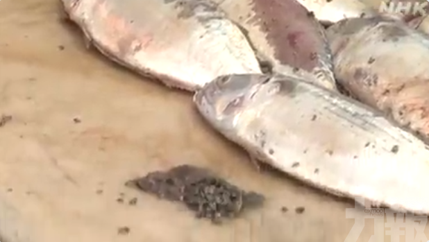 日本沖繩海灘大面積死魚漂浮