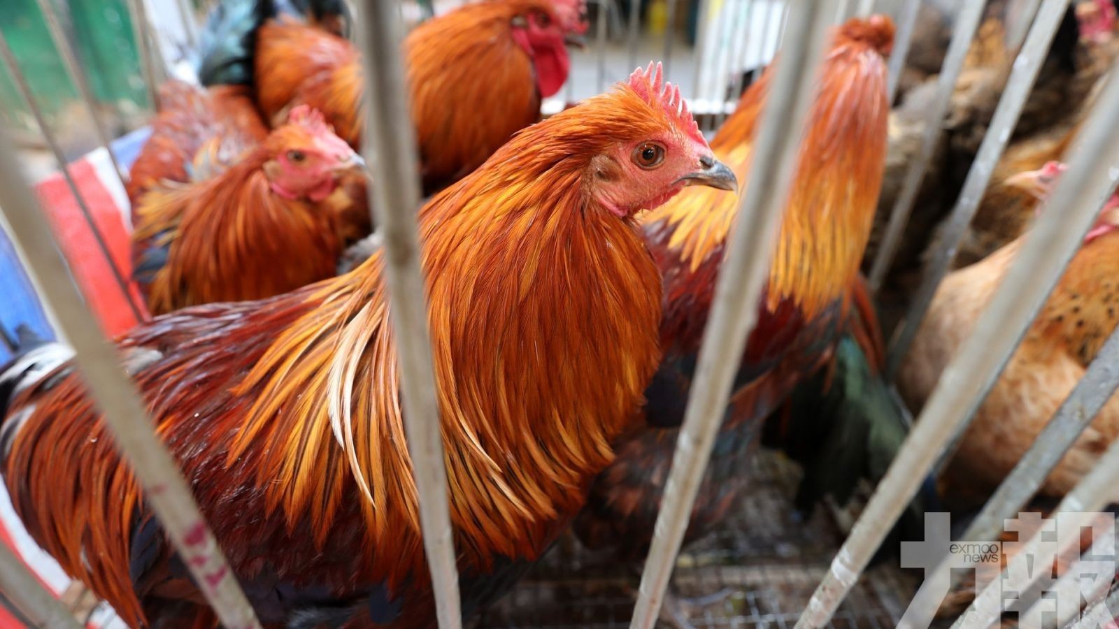 湖南確診一例人感染H5N6禽流感病例