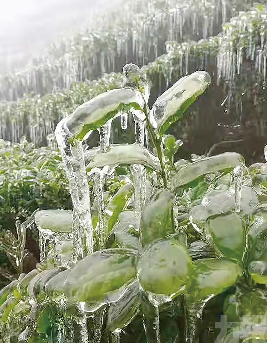 未來兩日全省仍陰雨嚴寒今晨最凍