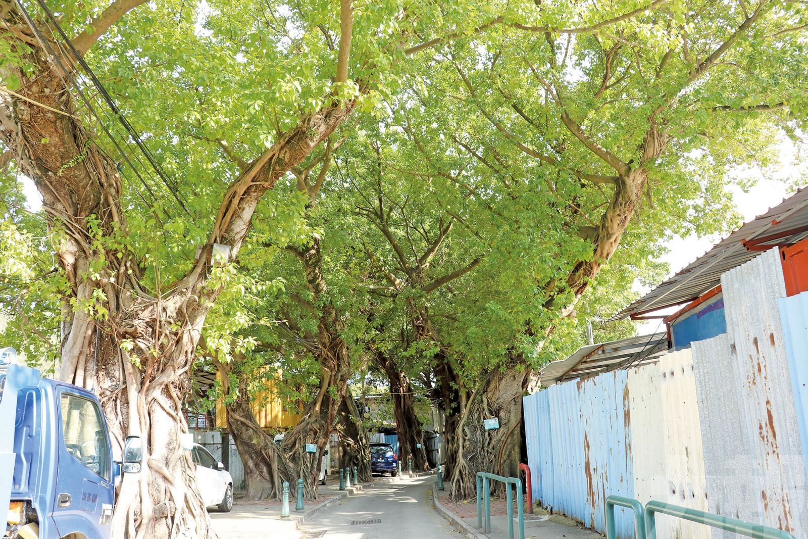 居民關注十棵百年古樹未來