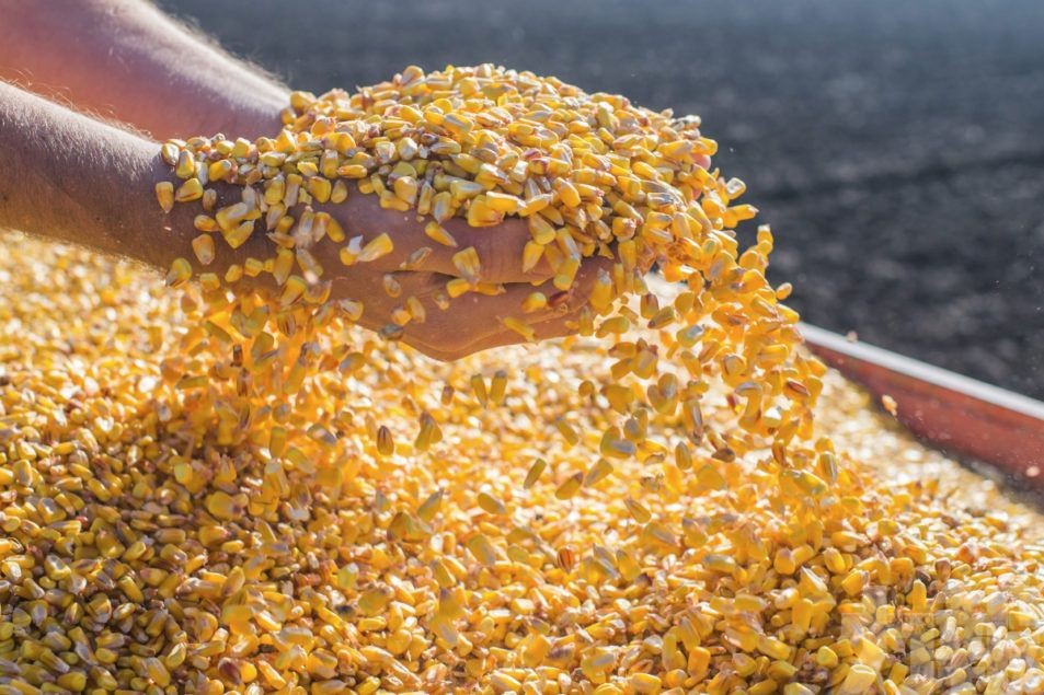 烏克蘭向歐洲鐵路運出首批玉米