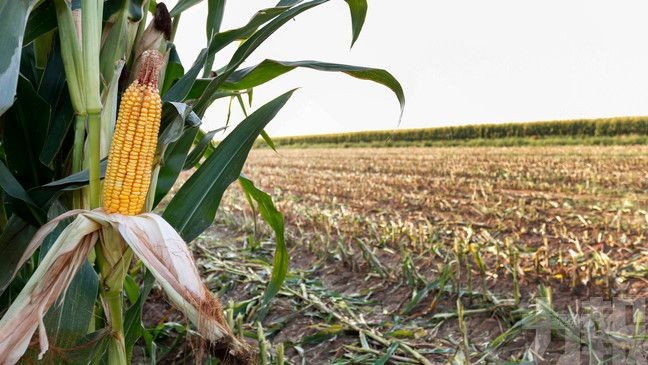 中國向美購入108萬噸玉米