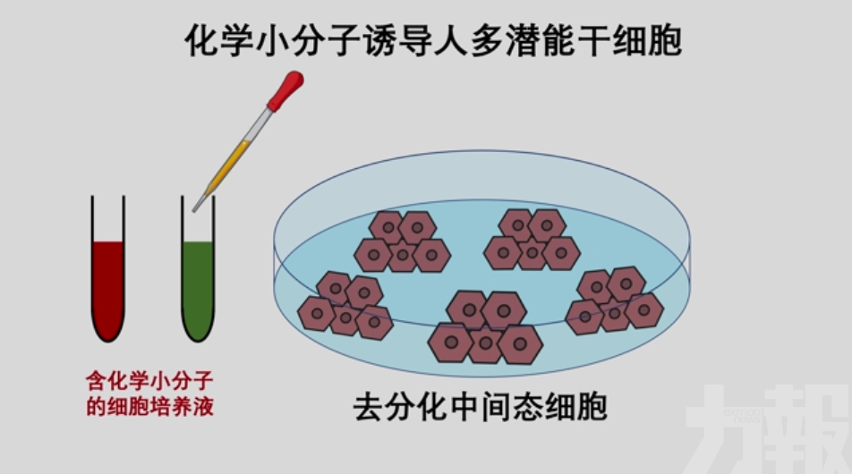 中國幹細胞製備技術獲重要突破