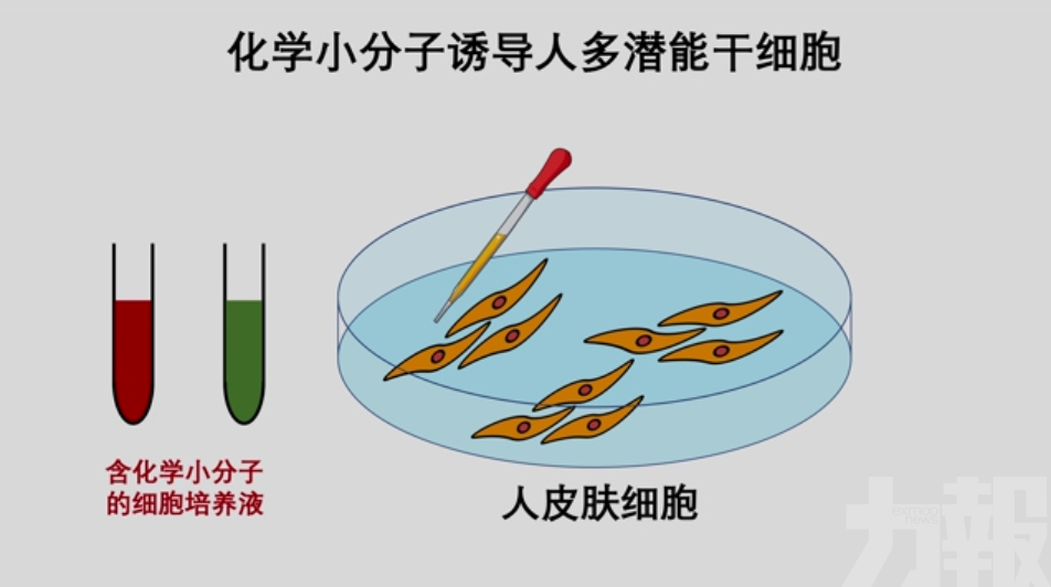 中國幹細胞製備技術獲重要突破