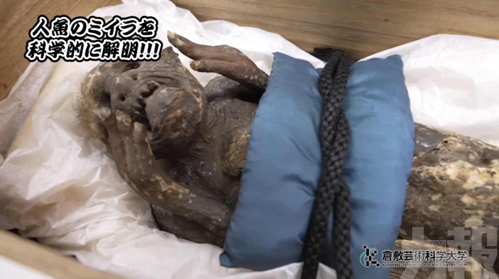 300歲「人魚木乃伊」驚現人體相似組織