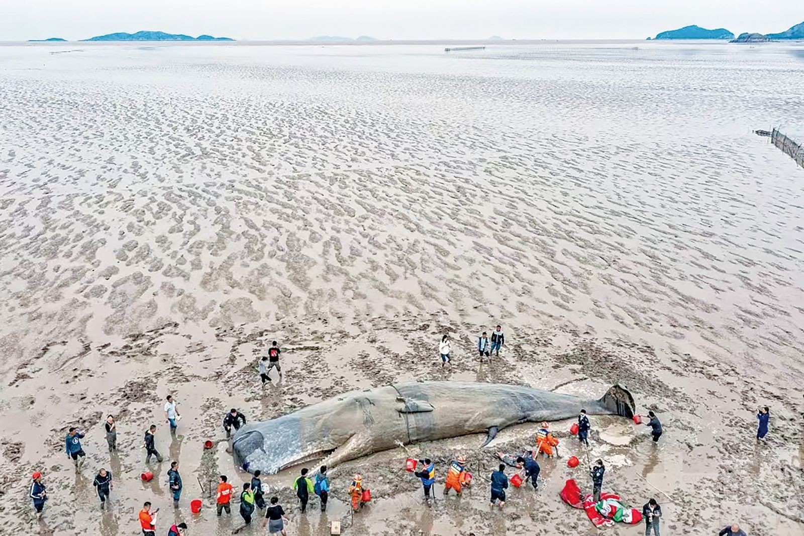 寧波擱淺抹香鯨重回大海