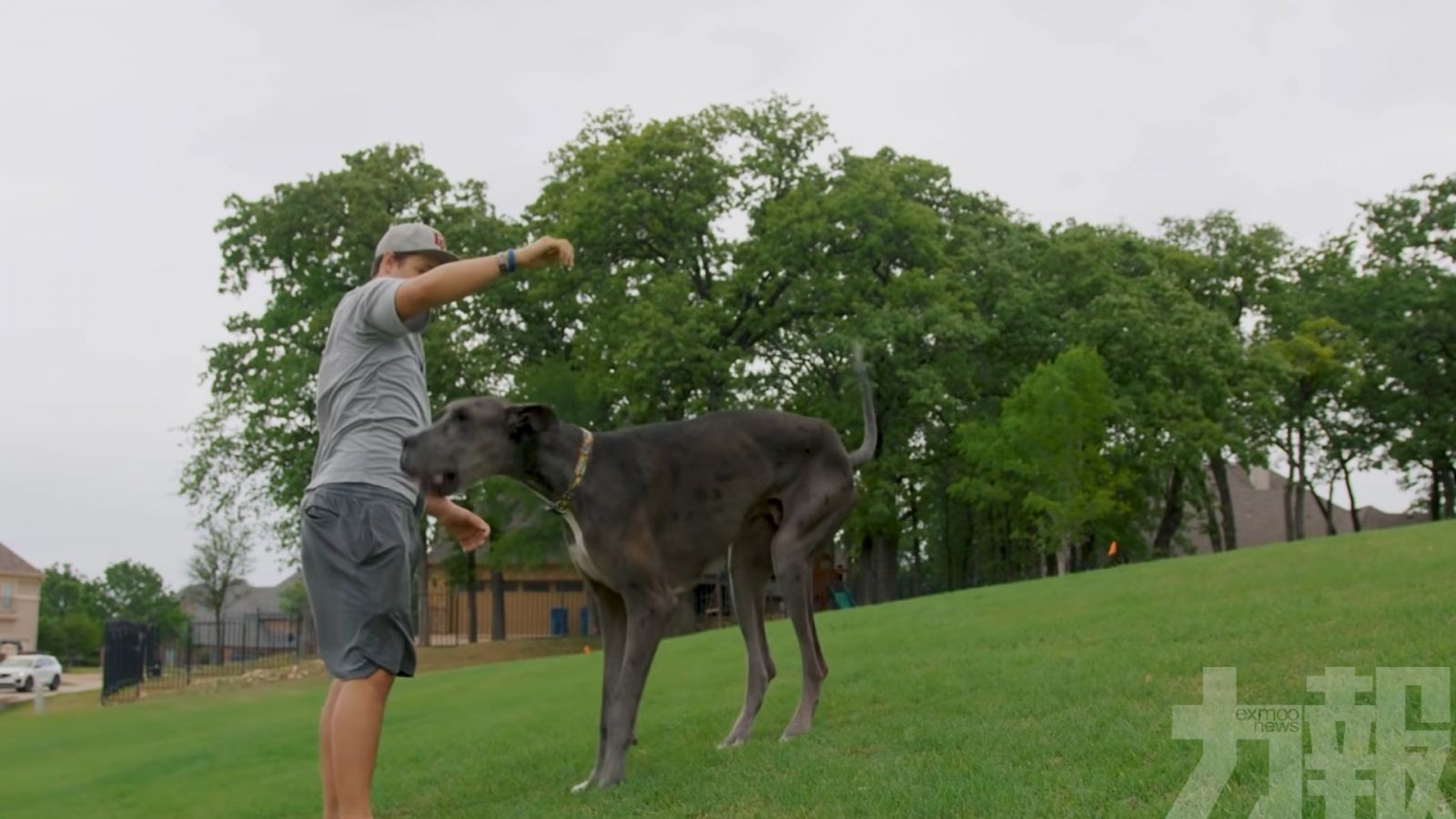 世界第一「巨人狗」殺入健力士紀錄