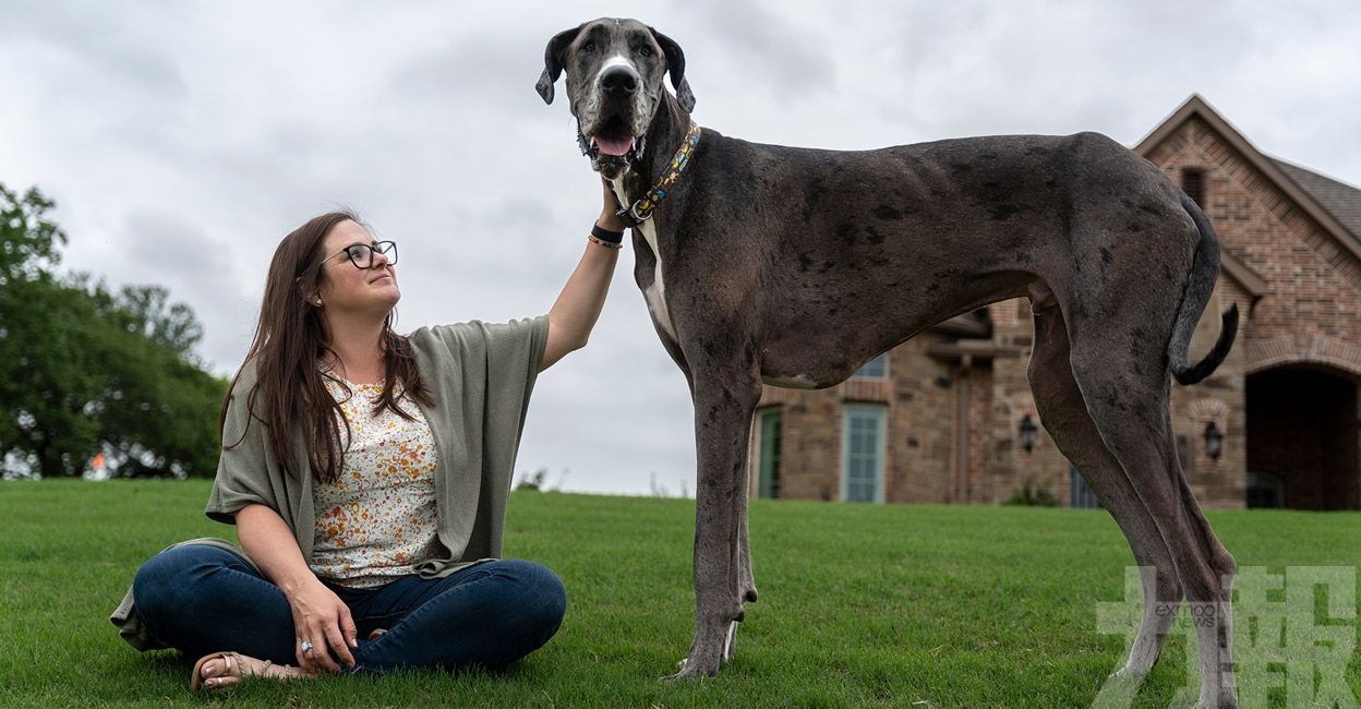 世界第一「巨人狗」殺入健力士紀錄