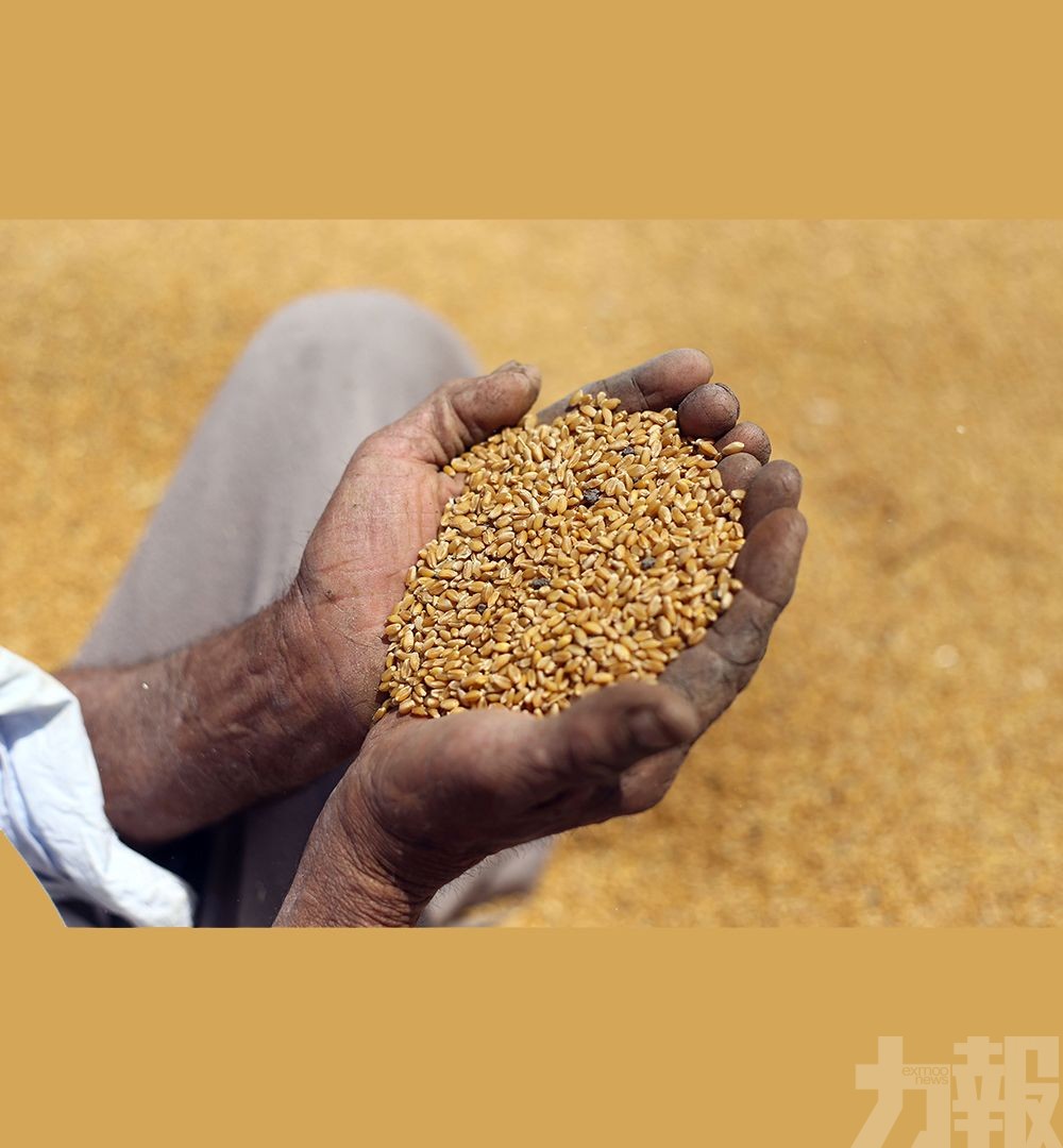 印度臨時禁止出口小麥