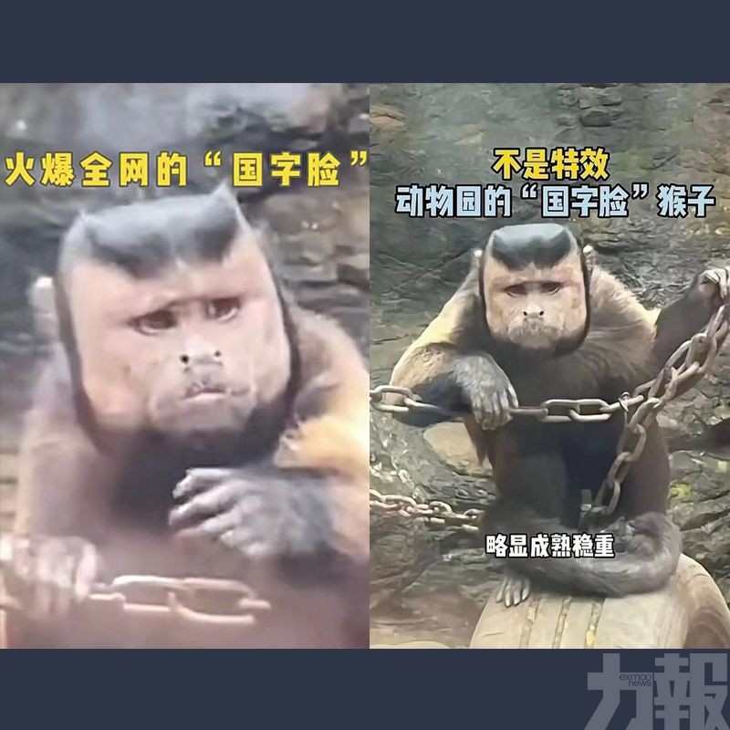 浙江「國字臉猴」惹熱議