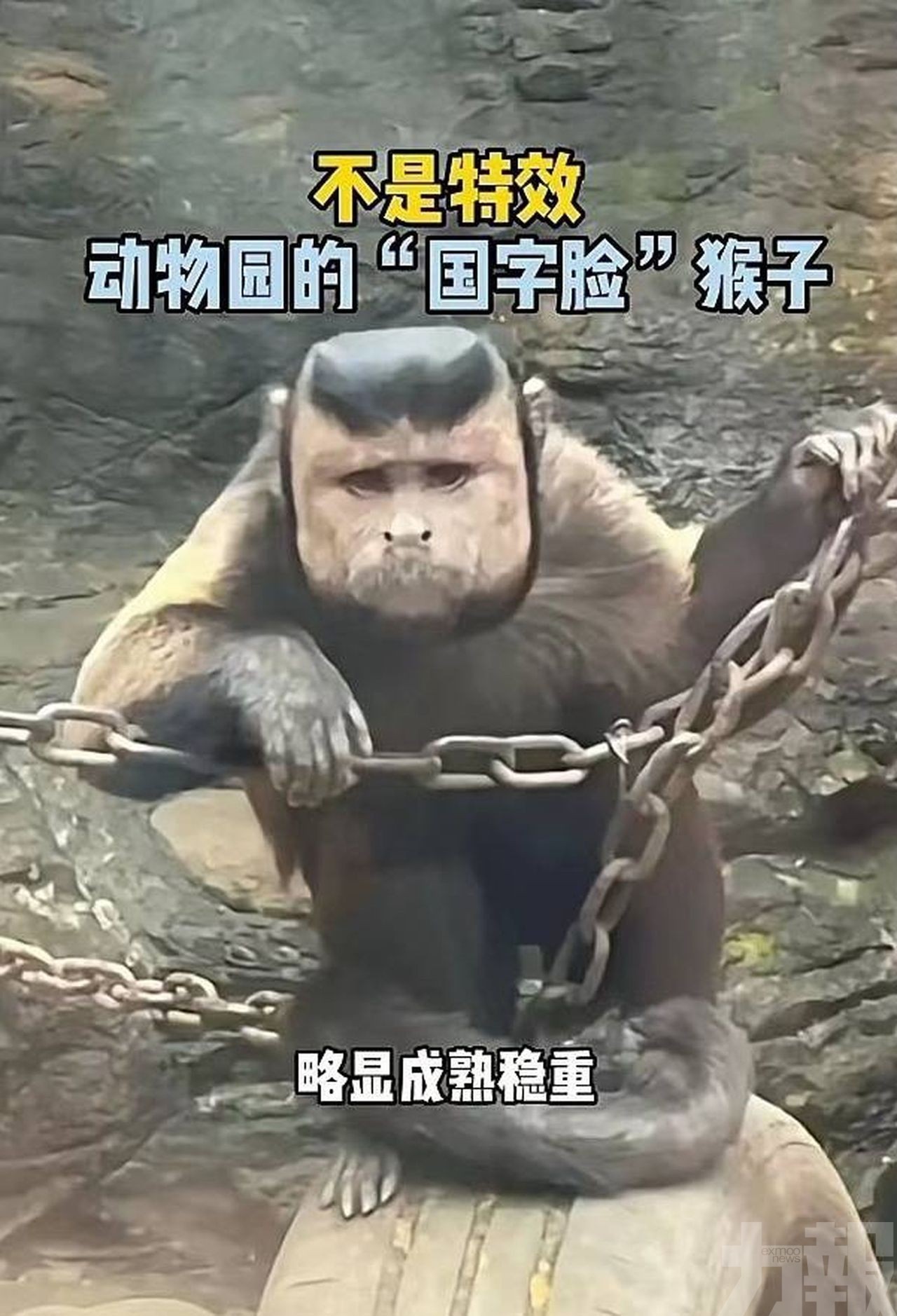 浙江「國字臉猴」惹熱議