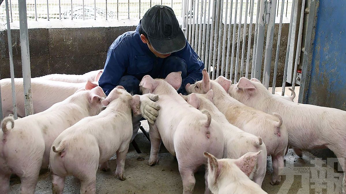 5.4萬隻活豬將被撲殺