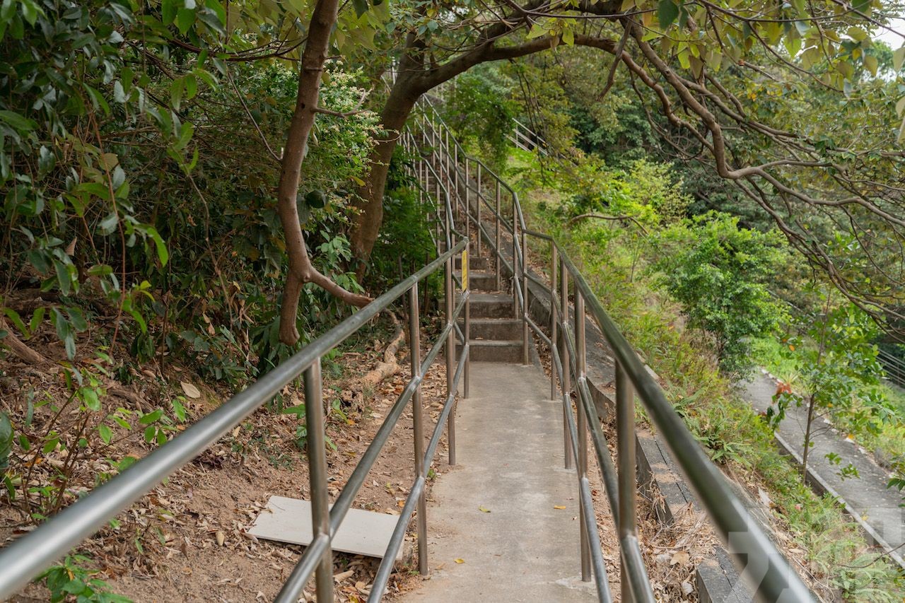 青洲山一株翻白葉古樹枯萎死亡