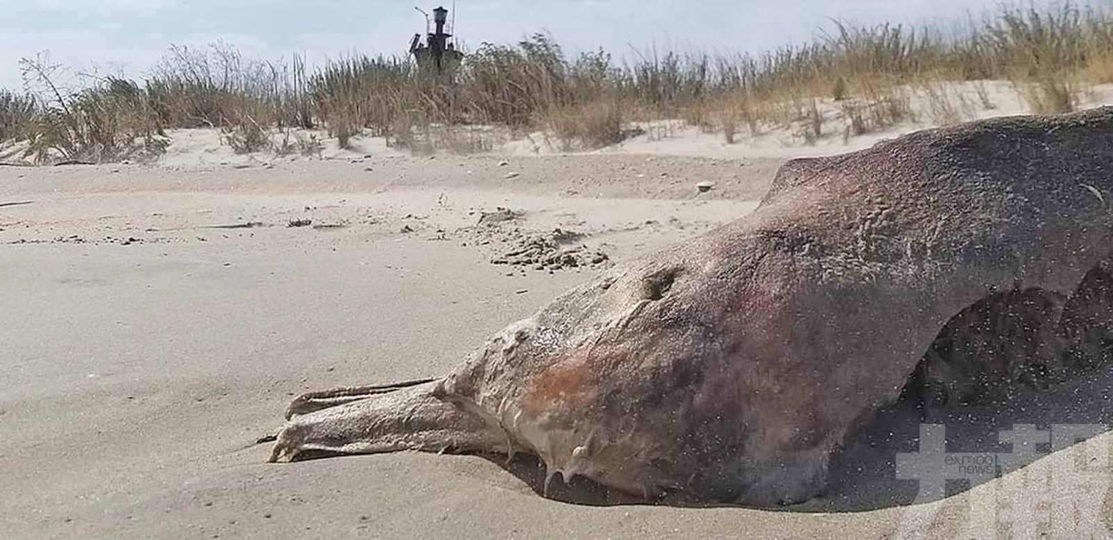 專家：俄軍聲納害死牠們