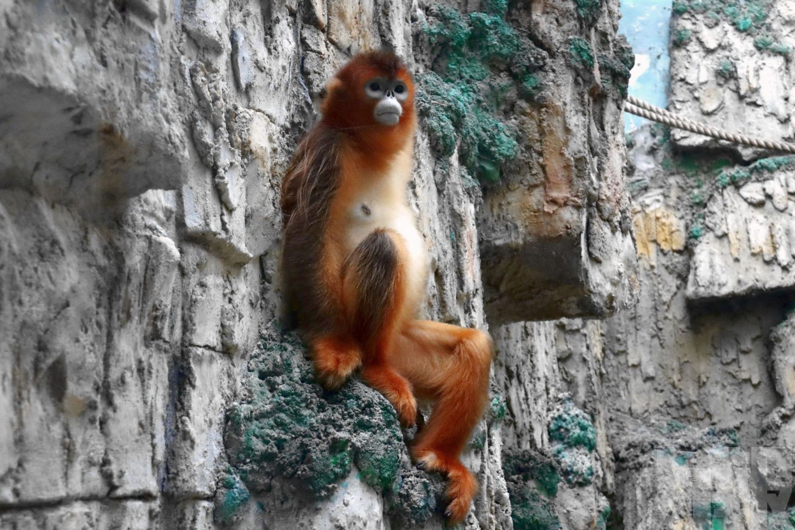 石排灣公園雌性川金絲猴因病去世