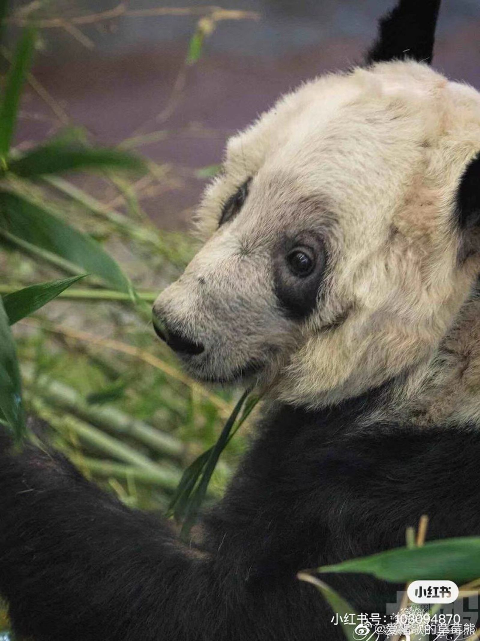 美國動物園將歸還大熊貓丫丫和樂樂