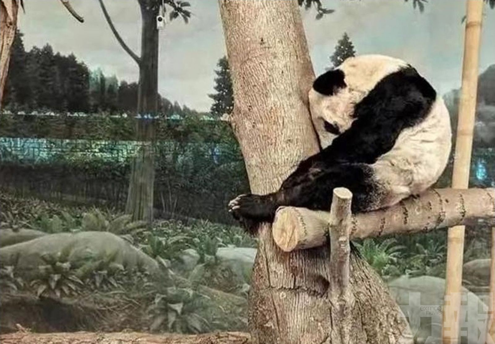 美國動物園將歸還大熊貓丫丫和樂樂