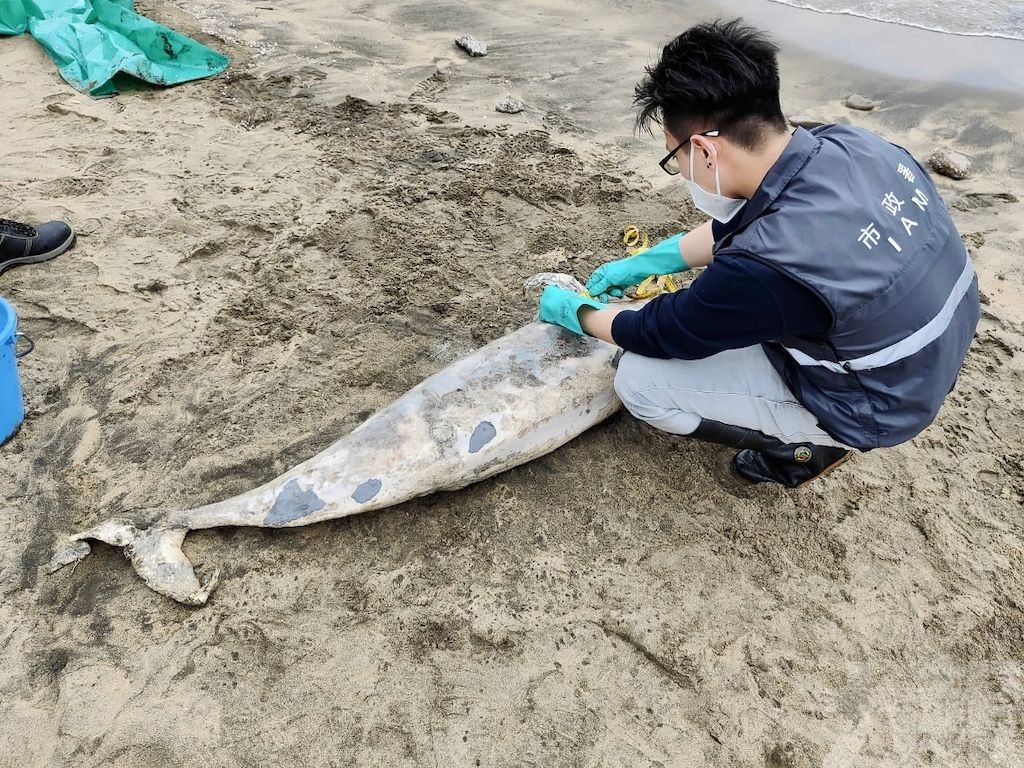 黑沙海灘發現一具江豚屍體