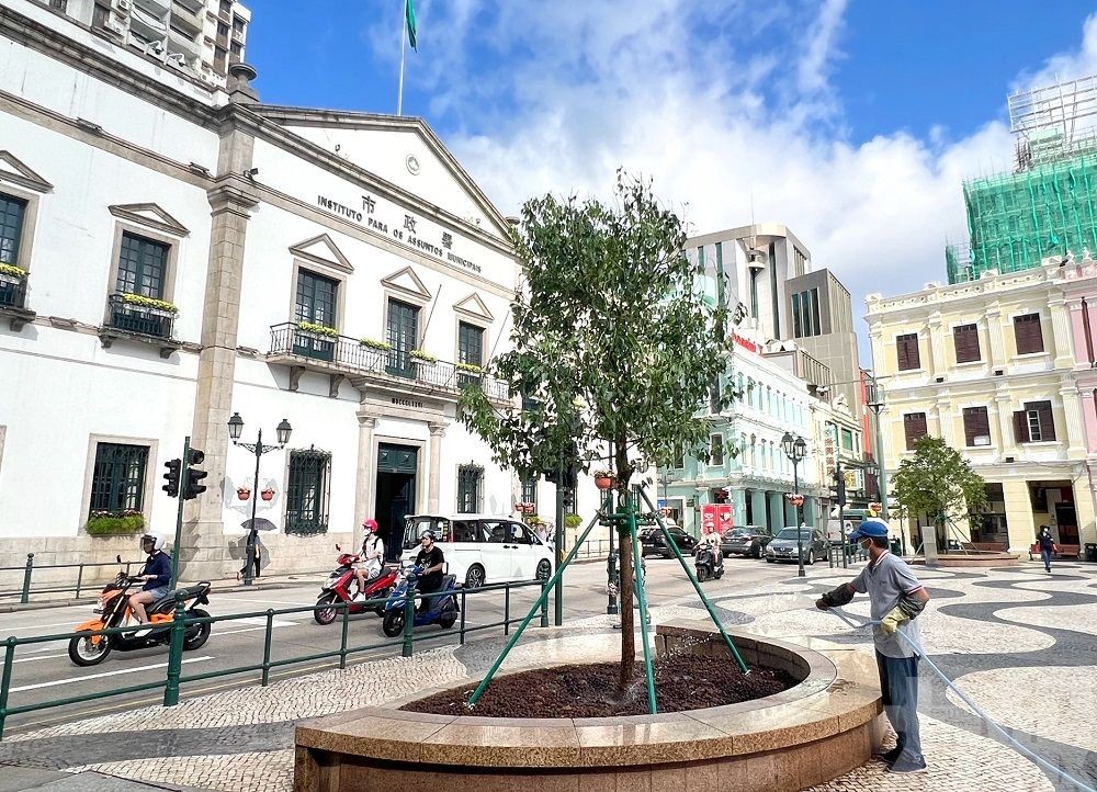 市政署：議事亭前地補植樟樹