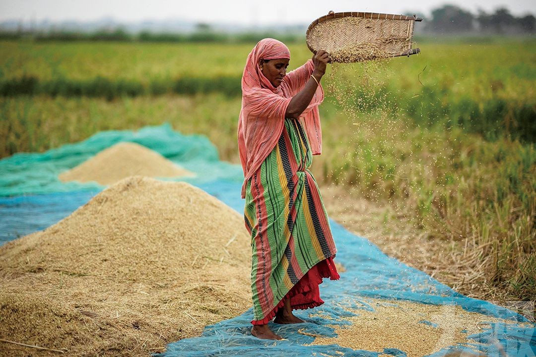 大米價格升至12年來最高