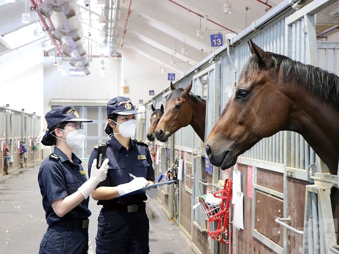 五年往返粵港兩地馬匹超2.3萬