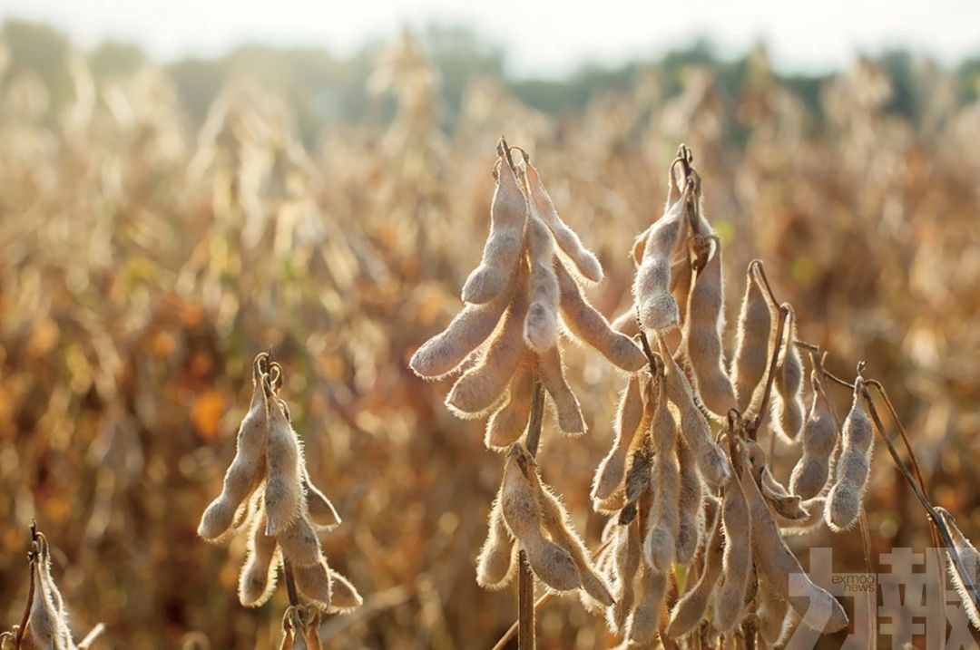 中國緊急採購300萬噸美國大豆