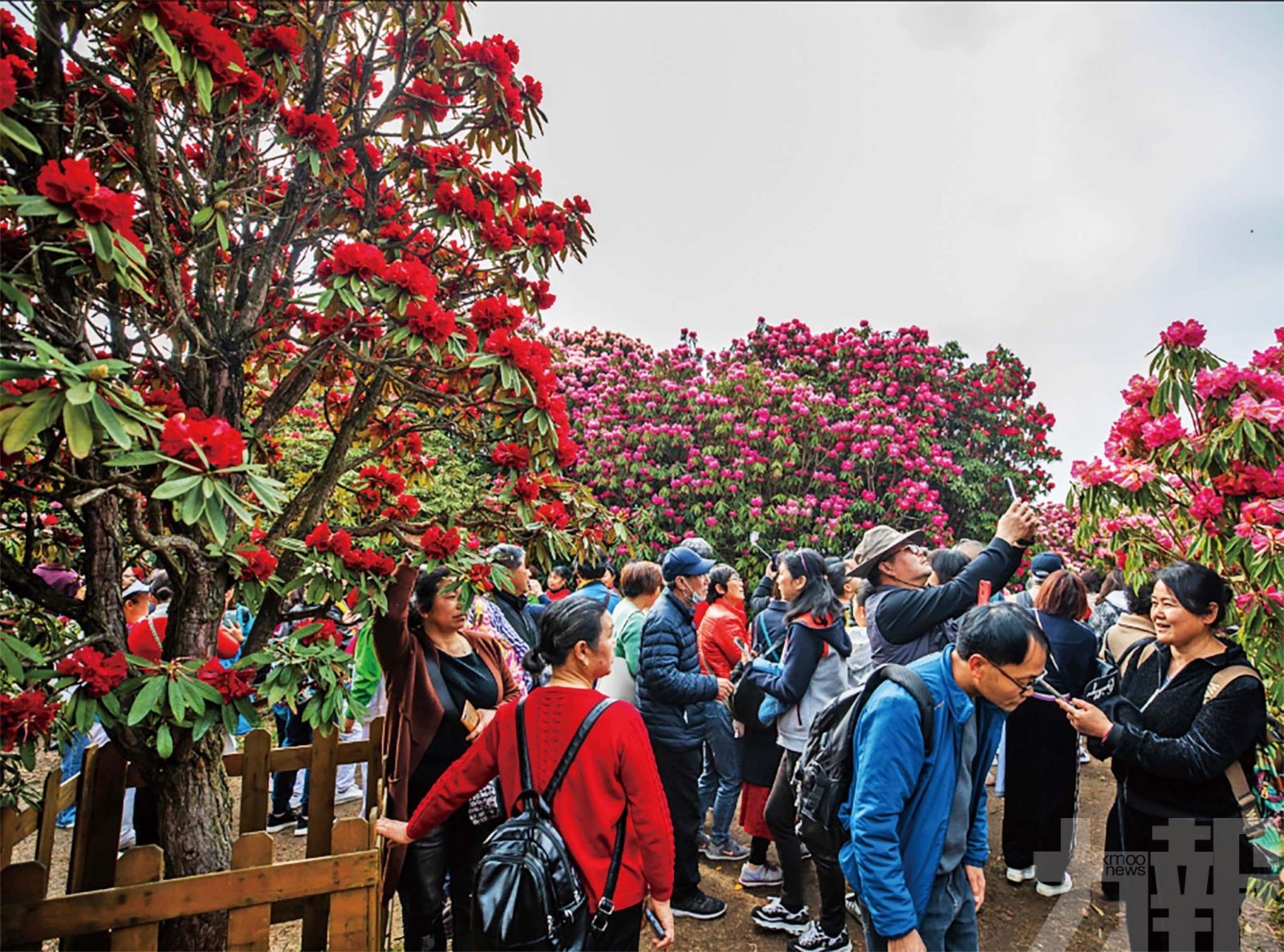 地球彩帶 杜鵑王國