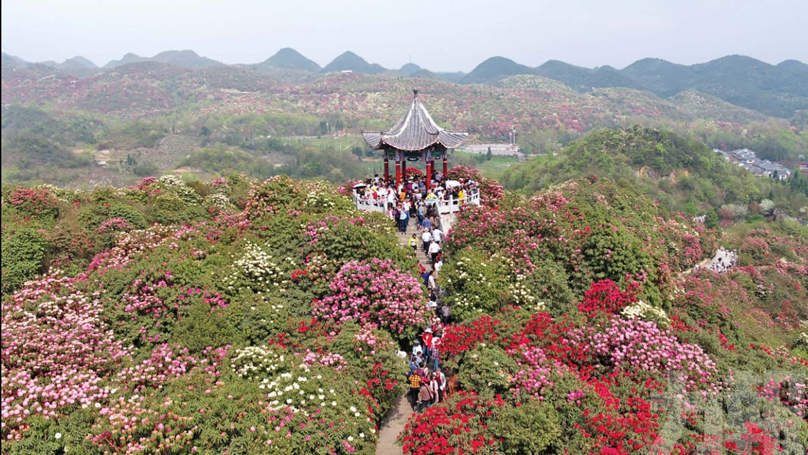 地球彩帶 杜鵑王國