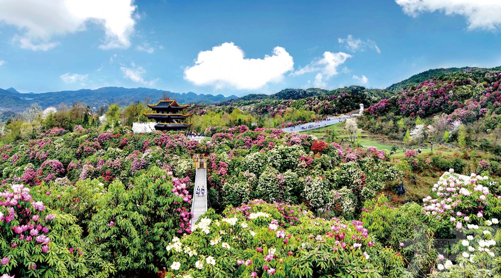 地球彩帶 杜鵑王國