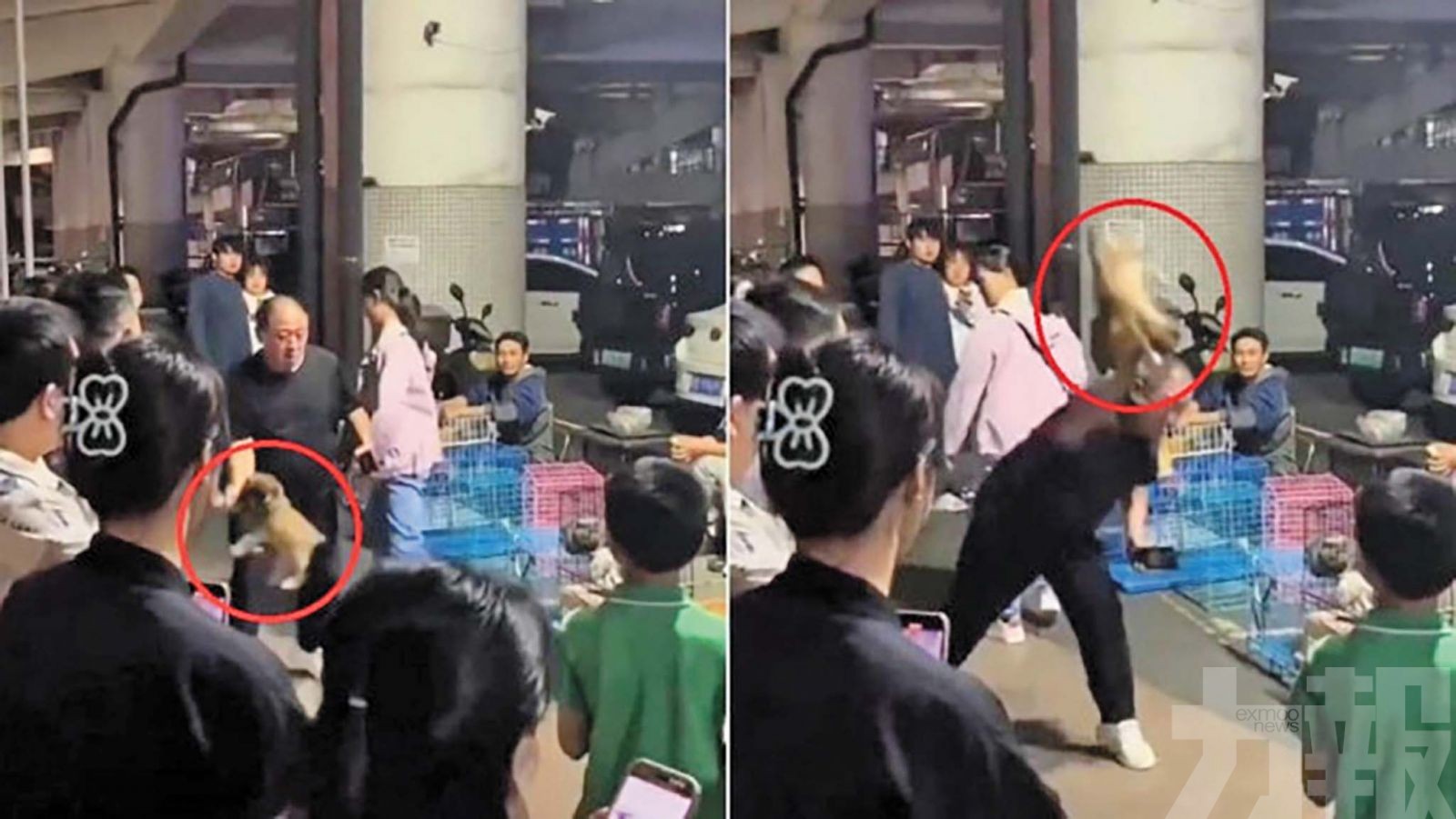 當街掟死小狗引眾怒