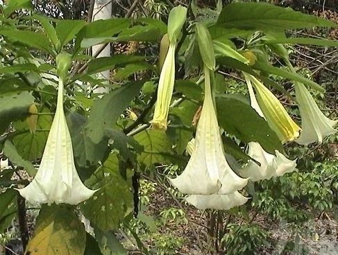 江蘇六旬翁中「情花毒」