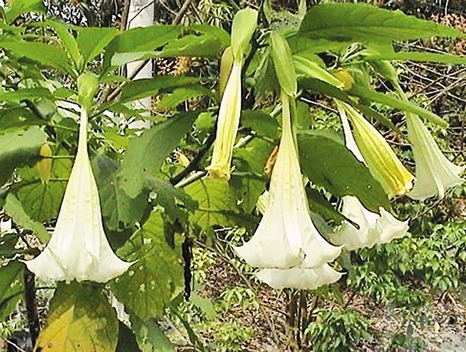 江蘇六旬翁中「情花毒」