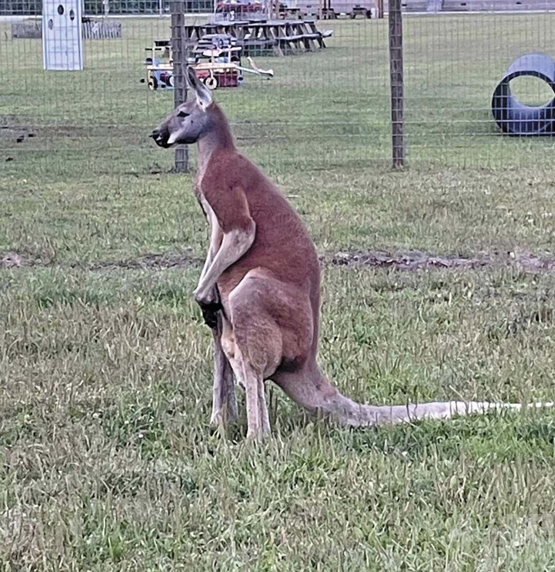 美動物農莊員工死亡