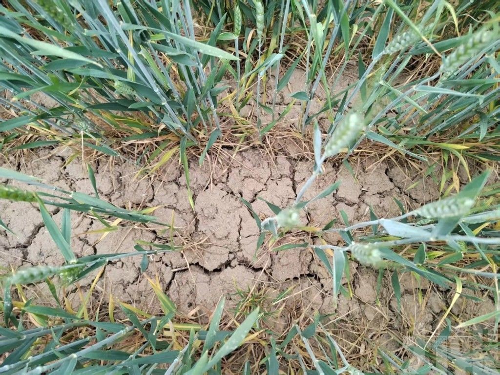 陝西600萬畝小麥受災