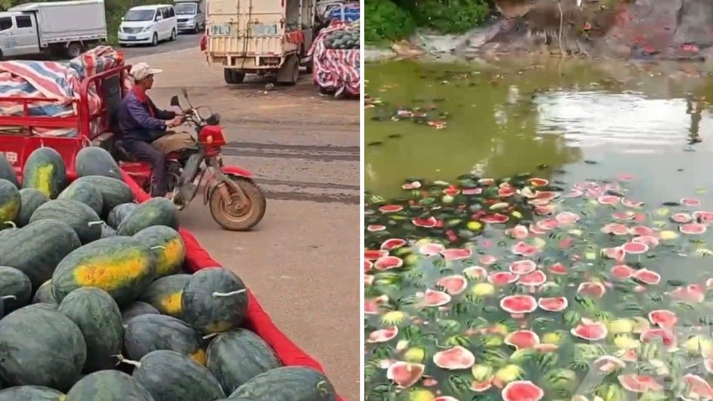 瓜農嘆：不如扔池塘餵魚
