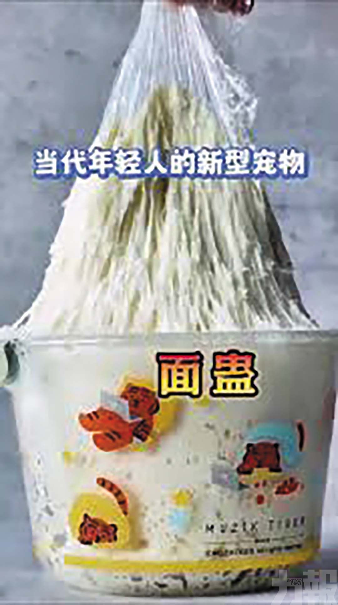 內地時興養「酵母寵物」