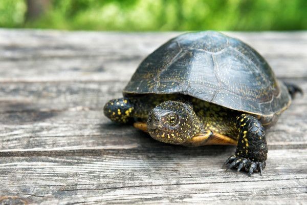 飼主判賠130萬元