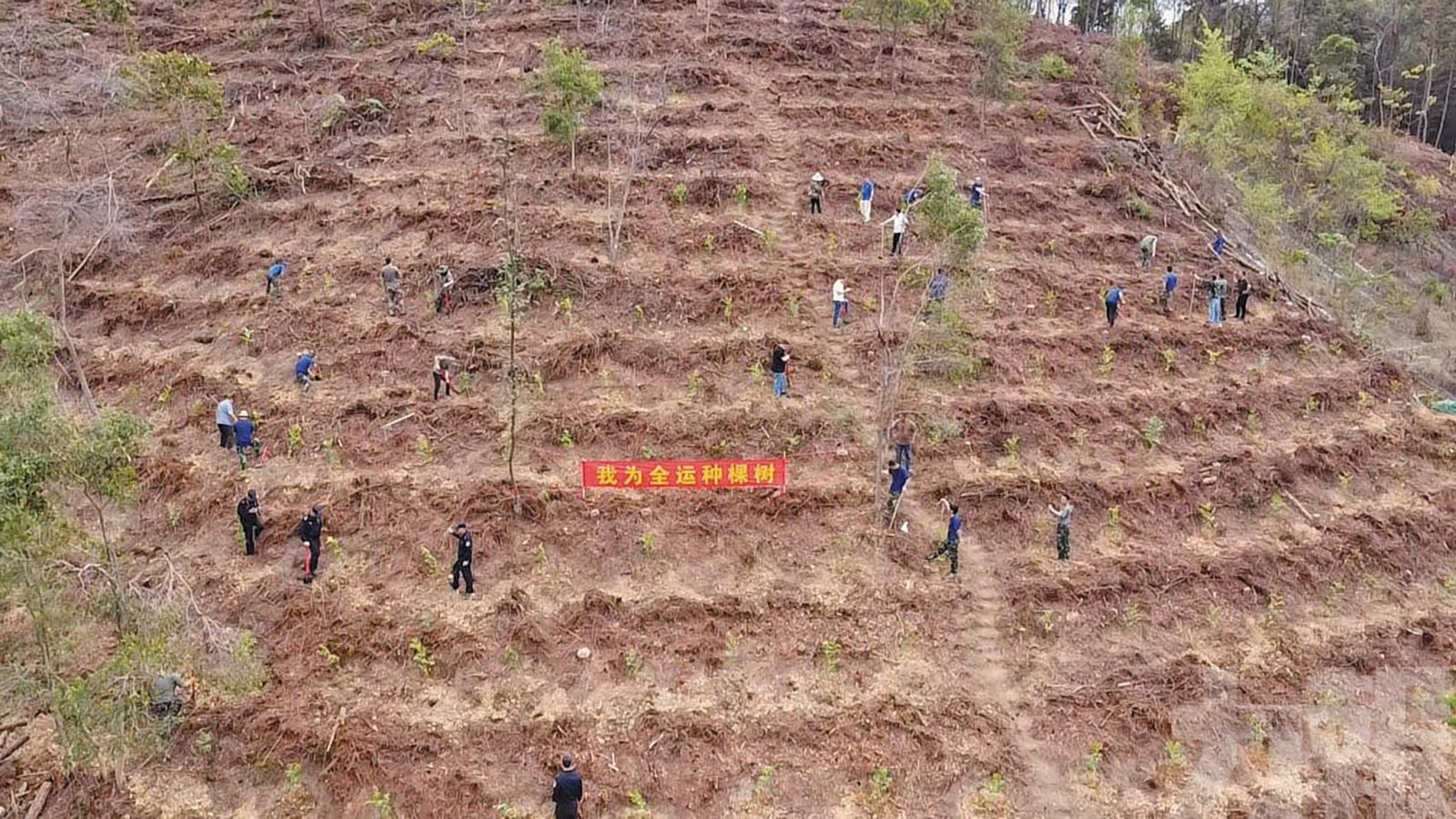 廣東「岳山造林」引領綠美生態新篇章