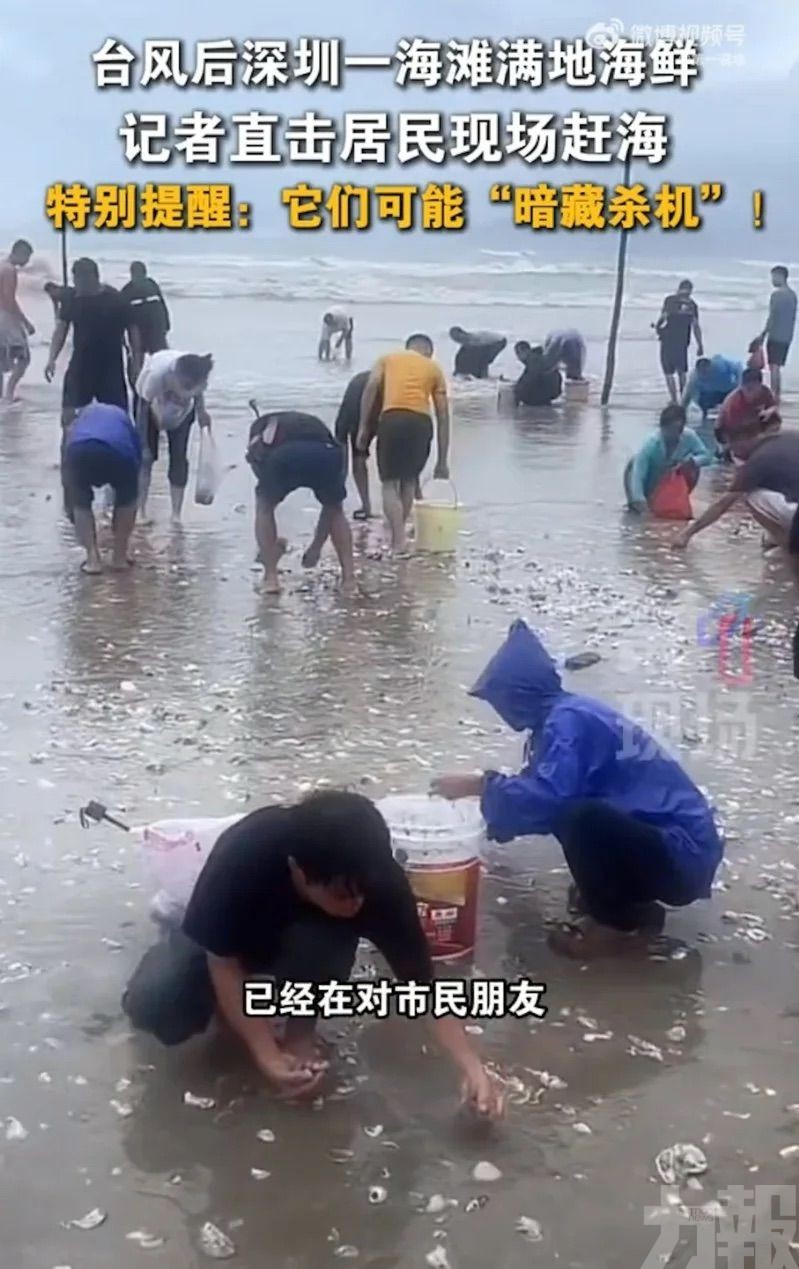 深汕居民趕海收穫滿滿