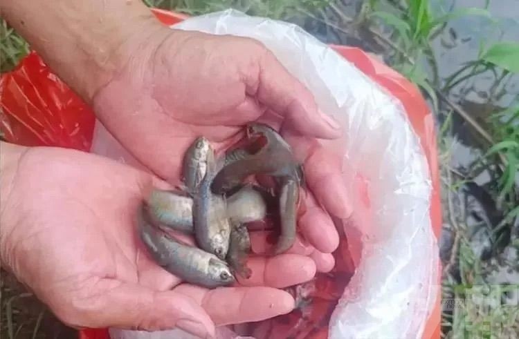 廣東5,000條「滅蚊魚」上崗
