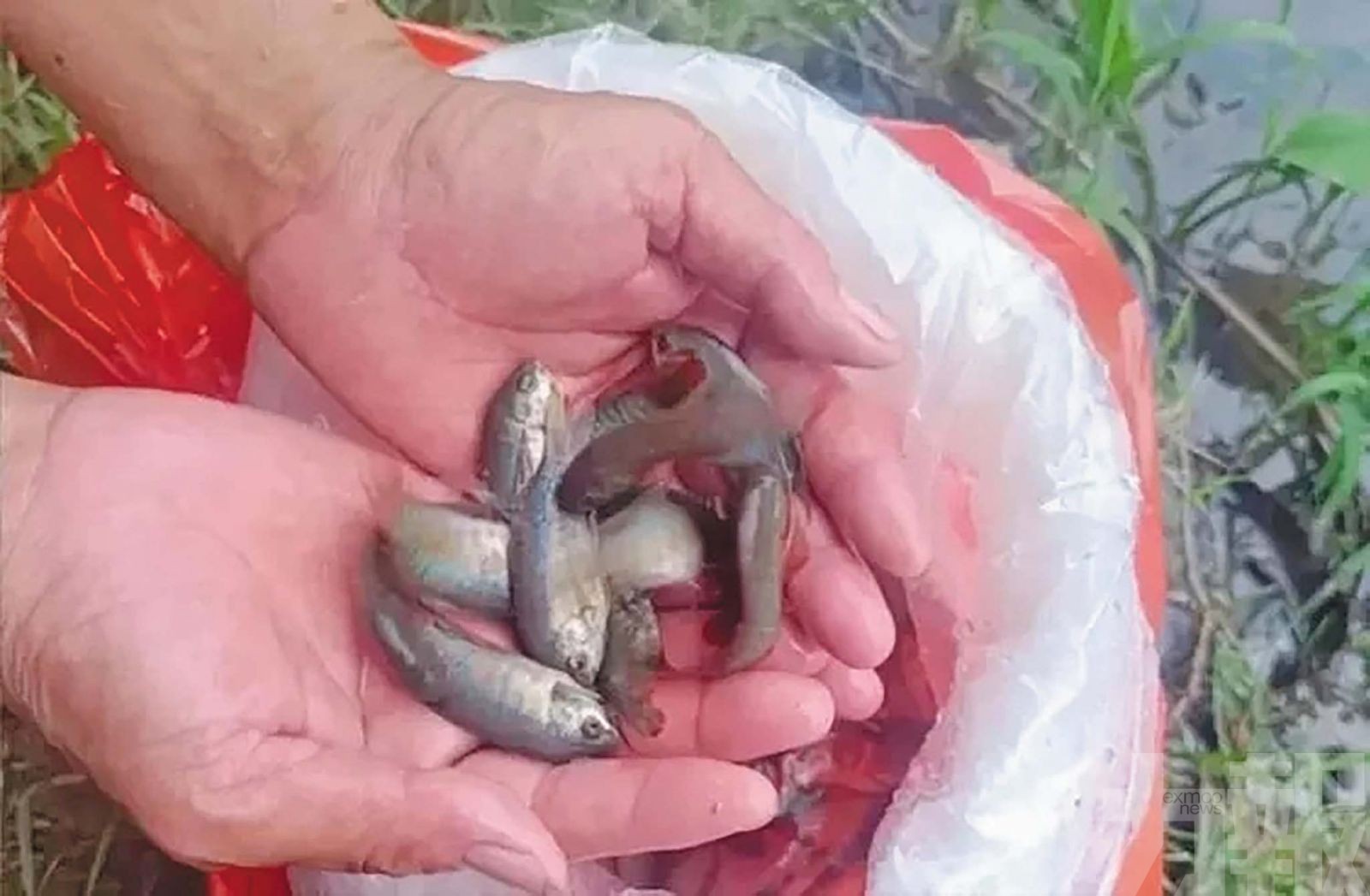 廣東5,000條「滅蚊魚」上崗