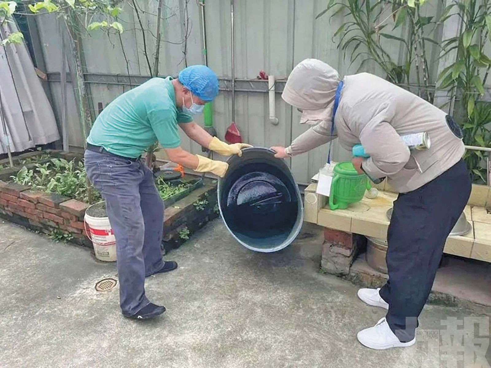 廣東5,000條「滅蚊魚」上崗