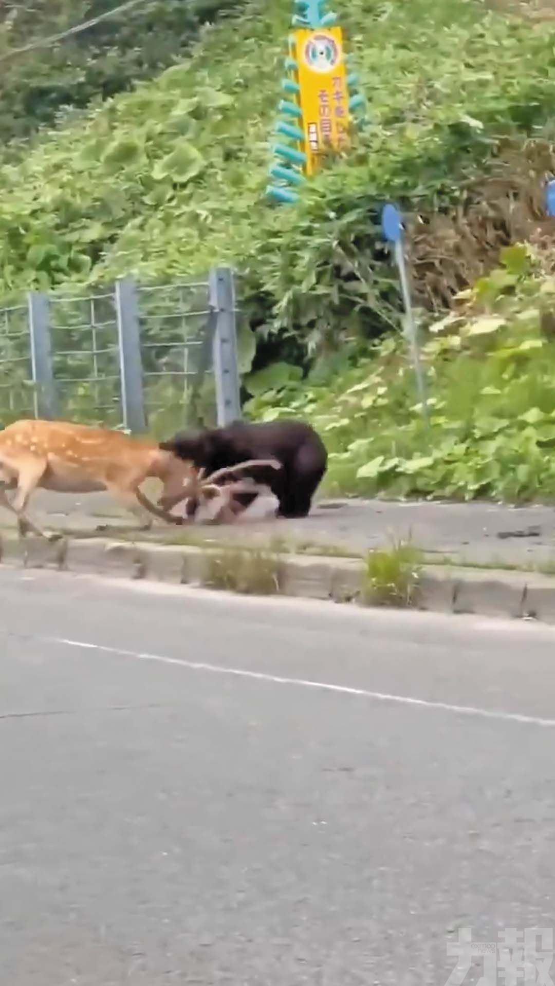 當街獵殺活鹿驚呆路人