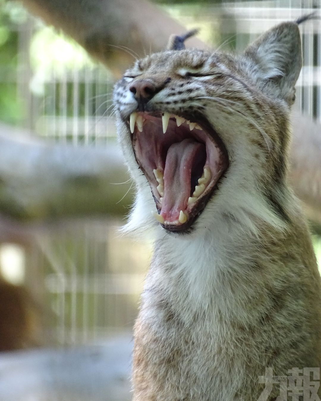丹麥動物園拿來餵掠食動物　