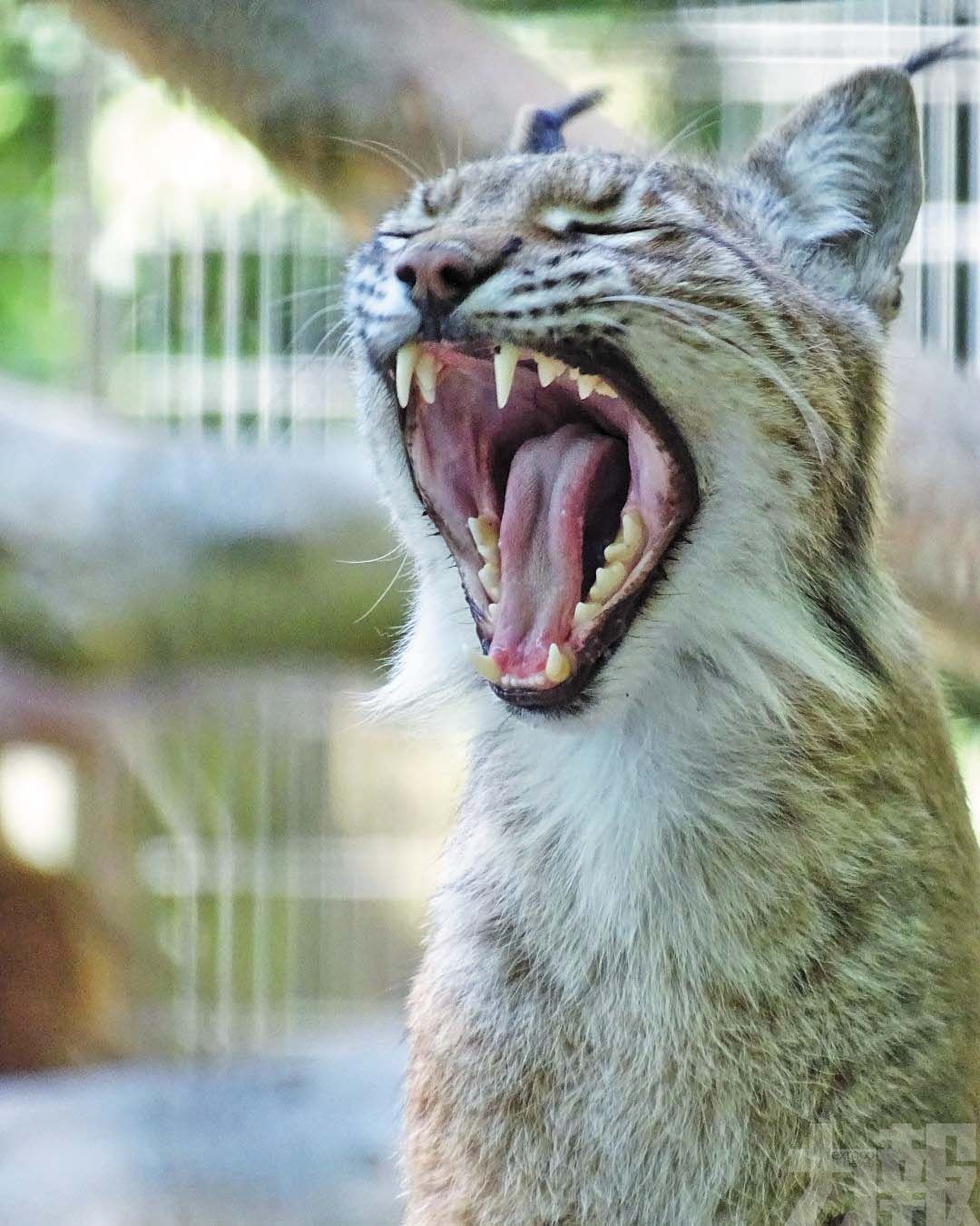 丹麥動物園拿來餵掠食動物