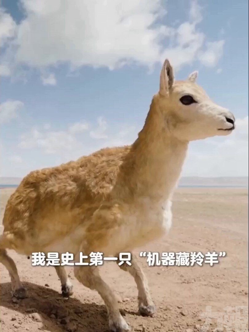 AI機器人助力野生動物保護