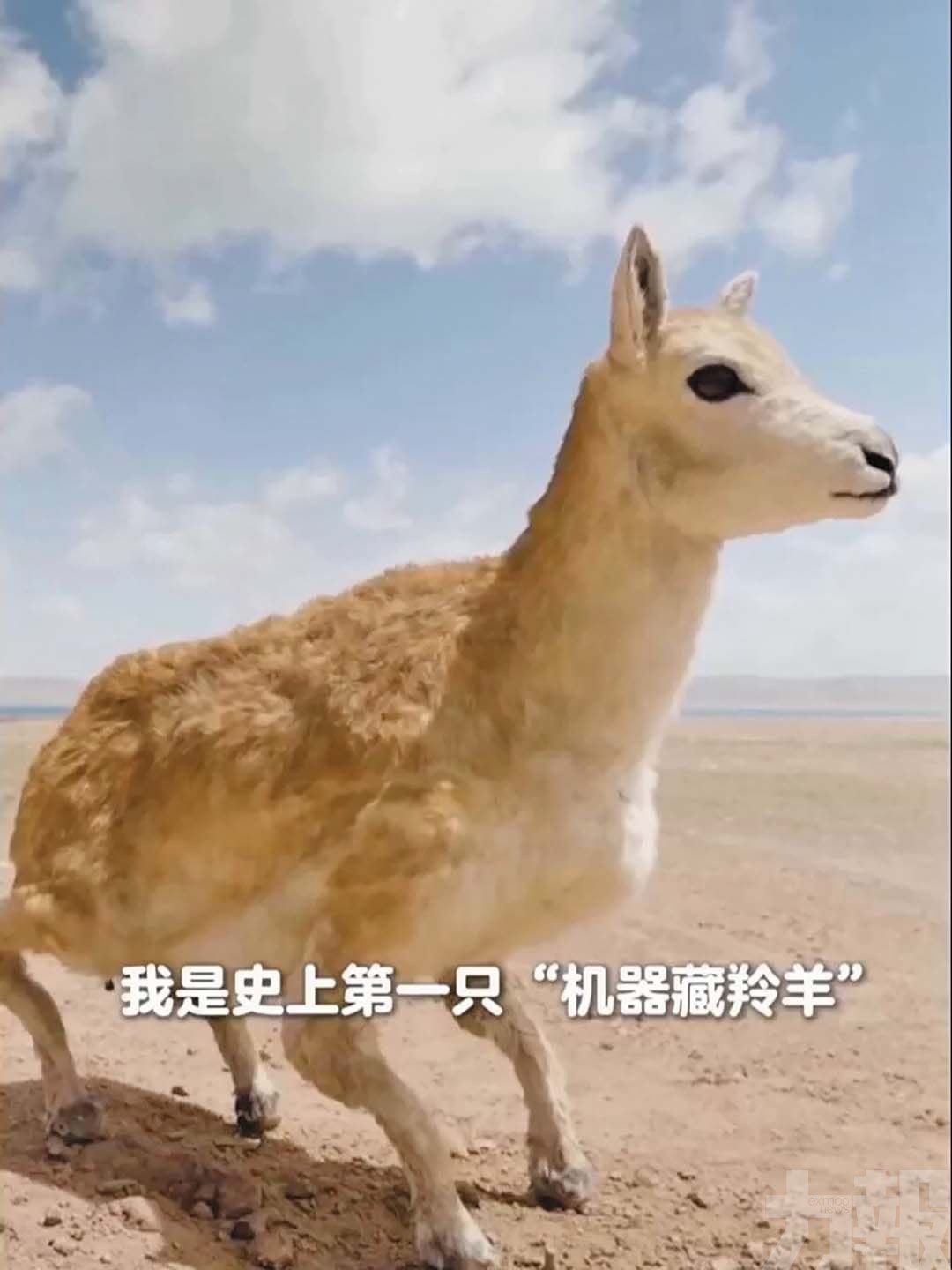 　AI機器人助力野生動物保護