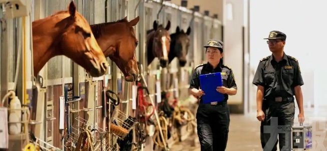 粵港跨境賽馬實現無感查驗