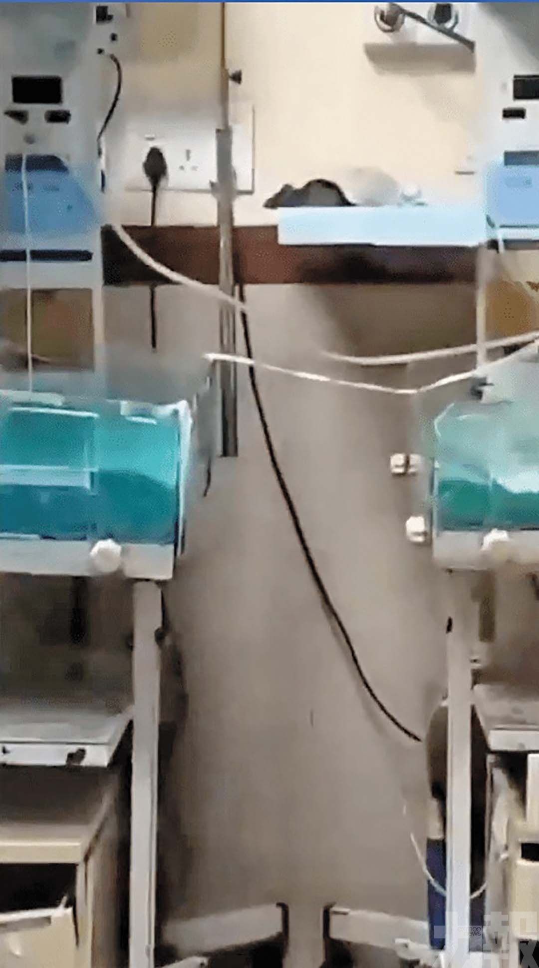 兩名新生兒疑被老鼠咬死